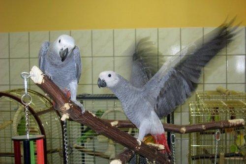 Kongo Grau Papageien Babys suchen ein neues Zu hause