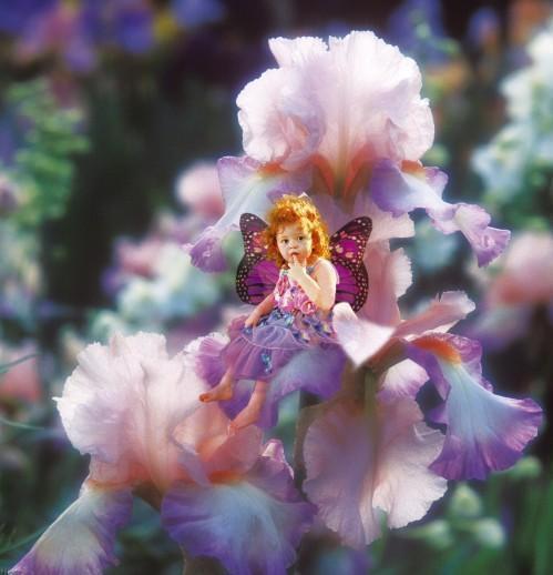 Puzzle 500 Teile - Pink Iris fairy