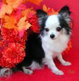 hallo twee leuke en mooie engelachtige Chihuahua baby's voor adoptie