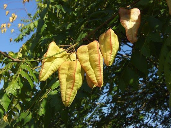 Blasenbaum (Koelreuteria paniculata) Bonsai kräftige Setzlinge